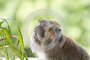 Crab eating Macaque