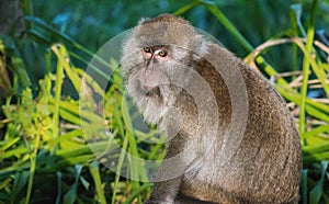 Crab eating Macaque