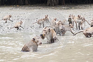 Crab-eating macaque