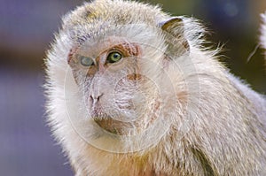 Crab eating macaque