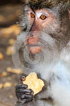 Crab eating Macaque