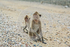 Crab-eating macaque.