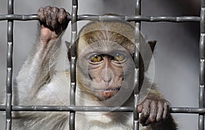 Crab-eating Macaque behind bars