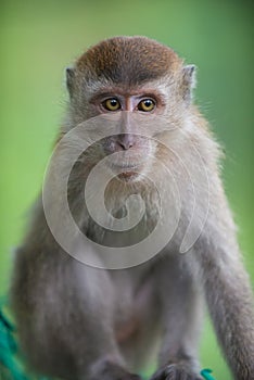 Crab eating macaque, Macaca fascicularis