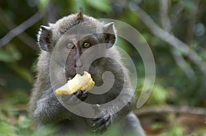 Crab-eating macaque (Macaca fascicularis)