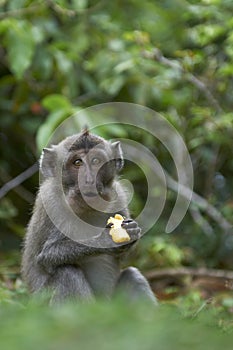 Crab-eating macaque (Macaca fascicularis)