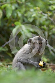 Crab-eating macaque (Macaca fascicularis)