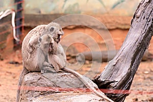 Crab-eating macaque( Macaca fascicularis)