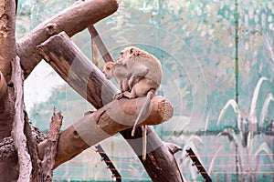 Crab-eating macaque( Macaca fascicularis)