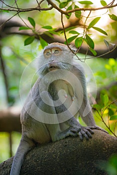 Crab eating macaque, Macaca fascicularis, adult female