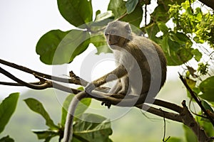 Crab-eating macaque Macaca fascicularis also known as long-tailed macaque