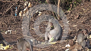 The crab-eating macaque ,Macaca fascicularis, also known as the long-tailed macaque