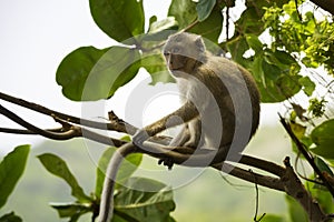 Crab-eating macaque Macaca fascicularis also known as long-tailed macaque photo