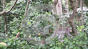 The crab-eating macaque ,Macaca fascicularis, also known as the long-tailed macaque,Sangeh Monkey Forest Bali