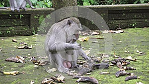 The crab-eating macaque ,Macaca fascicularis, also known as the long-tailed macaque,Sangeh Monkey Forest Bali