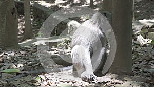 The crab-eating macaque ,Macaca fascicularis, also known as the long-tailed macaque,Sangeh Monkey Forest Bali