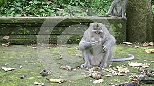 The crab-eating macaque, Macaca fascicularis, also known as the long-tailed macaque,Sangeh Monkey Forest Bali
