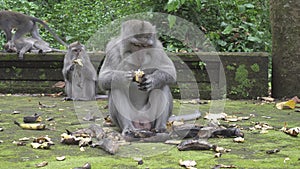 The crab-eating macaque ,Macaca fascicularis, also known as the long-tailed macaque,Sangeh Monkey Forest Bali