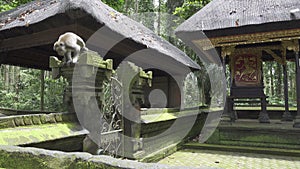 The crab-eating macaque ,Macaca fascicularis, also known as the long-tailed macaque,Sangeh Monkey Forest Bali