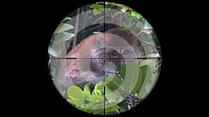 Crab-Eating Macaque Macaca fascicularis, also known as the Long-Tailed Monkey Seen in Gun Rifle Scope. Wildlife