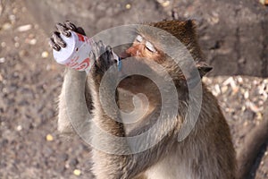 Crab eating macaque Macaca fascicularis drinking yoghurt from plastic bottle in monkey town Lopburi, north of Bangkok, Thailand