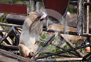 Crab eating macaque Macaca fascicularis drinking yoghurt from plastic bottle in monkey town Lopburi, north of Bangkok, Thailand