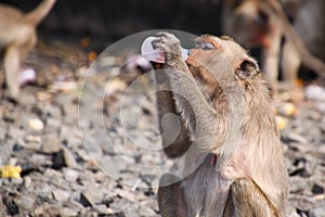 Crab eating macaque Macaca fascicularis drinking yoghurt from plastic bottle in monkey town Lopburi, north of Bangkok, Thailand