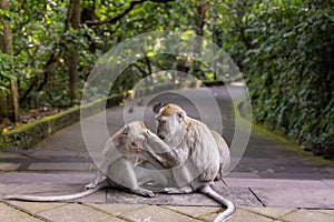 The crab-eating macaque (Macaca fascicularis) grooming in Monkey forest Ubud