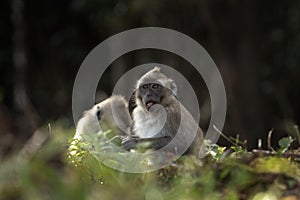 crab eating macaque, macaca fascicularis, long tailed macaque, cynomolgus monkey