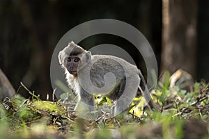 crab eating macaque, macaca fascicularis, long tailed macaque, cynomolgus monkey