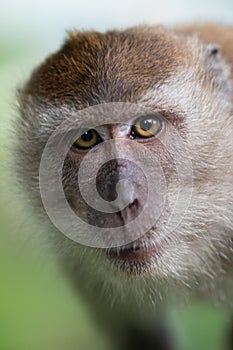 Crab eating macaque, Macaca fascicularis,looking into the camera