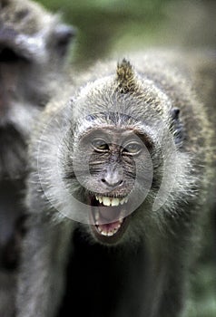 Crab eating macaque Macaca fascicularis showing facial aggression