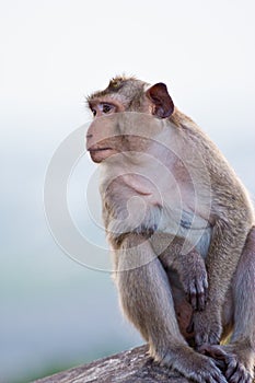 Crab-eating macaque Monkey
