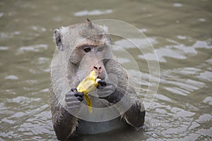 Crab-eating macaque, monkey