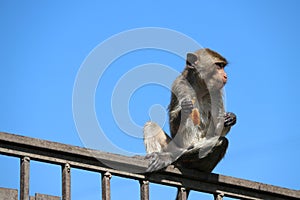 Crab-eating Macaque monkey sitting on the iron rail and eating food.