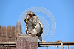 Crab-eating Macaque monkey sitting on the mortar pole of fence.