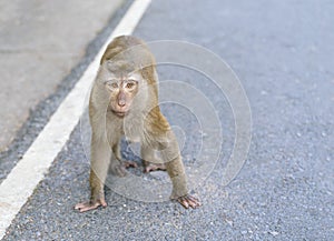 Crab-eating macaque monkey in thailand