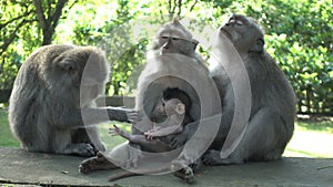 The crab-eating macaque, mother and baby long-tailed Macaque monkeys Macaca fascicularis at a tropical temple in Bali