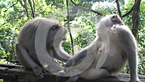 The crab-eating macaque, mother and baby long-tailed Macaque monkeys Macaca fascicularis at a tropical temple in Bali