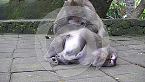 The crab-eating macaque, mother and baby long-tailed Macaque monkeys Macaca fascicularis at a tropical temple in Bali