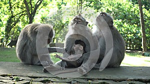 The crab-eating macaque, mother and baby long-tailed Macaque monkeys Macaca fascicularis at a tropical temple in Bali