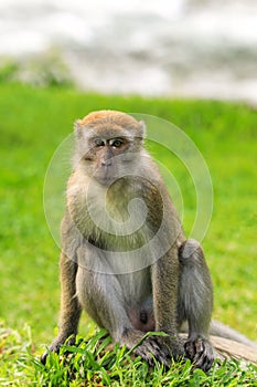 Crab-eating macaque sitting on the ground in Bukit Lawang, Sumatra, Indonesia