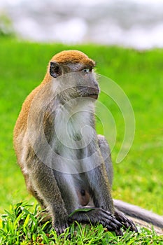 Crab-eating macaque sitting on the ground in Bukit Lawang, Sumatra, Indonesia