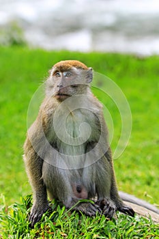 Crab-eating macaque sitting on the ground in Bukit Lawang, Sumatra, Indonesia
