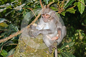 Crab eating Macaque on a statue