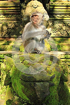 Crab Eating Macaque, Ubud Monkey Temple, Bali, Indonesia