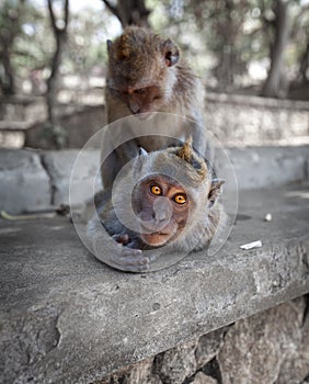 Crab-eating macaques have fun