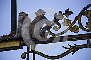 Crab Eating Macaques up street light