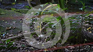 A Crab-eating mongoose is eating a white mouse in nature wildlife at evening