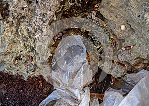 Crab eating plastic pollution environment sea in danger